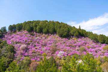 シャクナゲが咲く山に数本たたずむ桜の木