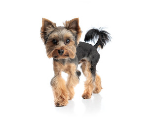 beautiful yorkshire terrier dog looking at camera while walking