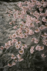 日本の春を彩る桜の花