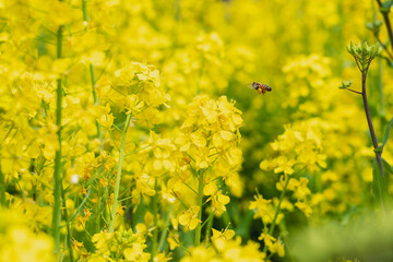 ミツバチと菜の花