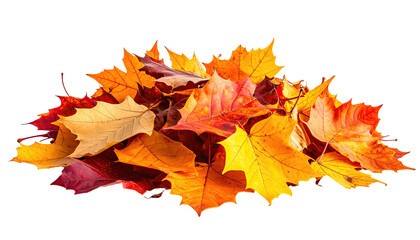 A cluster of vibrant autumn leaves