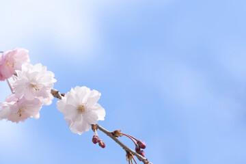 日本の春を彩る桜の花
