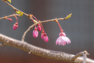 扇ザクラの蕾と開花