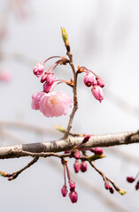 扇ザクラの蕾と開花