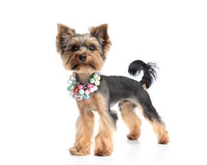 beautiful yorkshire terrier puppy with beads necklace looking forward