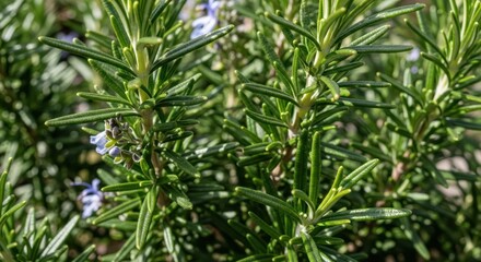 Close-up of flowering rosemary plant in sunlight
