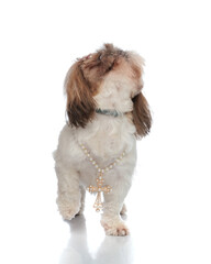 curious little shih tzu dog with necklace looking up and walking