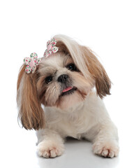 cute little shih tzu dog with flowers accessories tilting head to side and panting