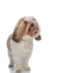 hungry little shih tzu puppy sticking out tongue and licking nose