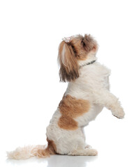 adorable little shih tzu dog standing on rear legs and looking up