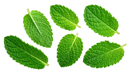 Close-up of fresh mint leaves