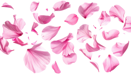 Pink flower petals, scattered, outlined, soft