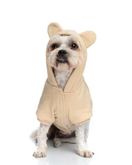 beautiful little dog wearing hoodie with ears and looking away
