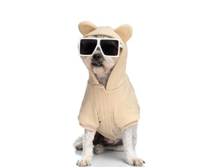 sweet little metis dog wearing hoodie with ears and sunglasses