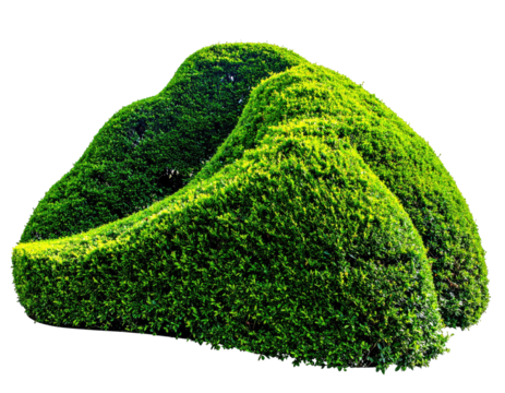 Intricate green topiary, sculpted mound