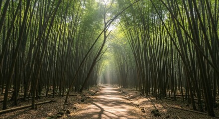 Obraz premium Peaceful Bamboo Forest Path with Sunlight