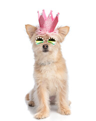 Obraz premium sweet little pomeranian spitz dog with sunglasses and crown sitting