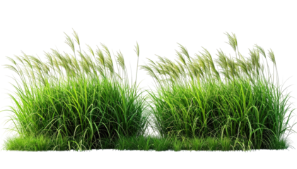 Two dense clumps of grass, light green and white,  with feathery plumes,  full and vibrant