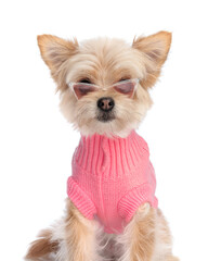 adorable pomeranian spitz dog in knitted pink sweather with sunglasses