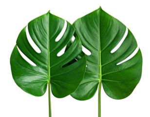 Two vibrant green monstera leaves