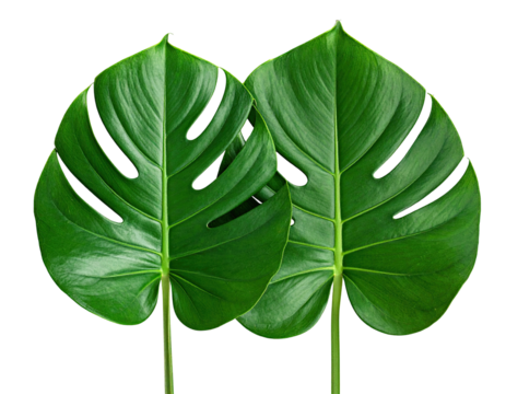 Two vibrant green monstera leaves