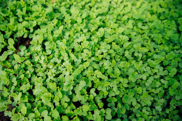 Growing green microgreens. Green mustard shoots in close-up in the garden, top view.