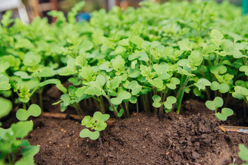 Growing green microgreens. Green mustard shoots in close-up in the garden, top view.