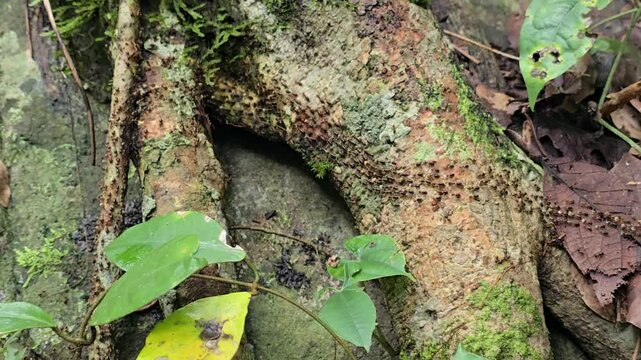 A close-up macro photograph capturing a dense trail of ants moving in unison across textured tree bark in a tropical rainforest. The image highlights the teamwork.