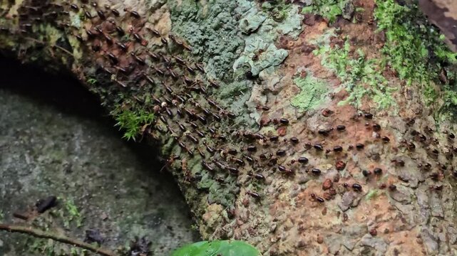 A close-up macro photograph capturing a dense trail of ants moving in unison across textured tree bark in a tropical rainforest. The image highlights the teamwork.