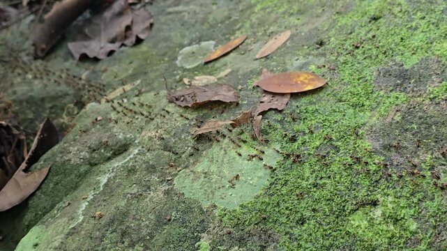 A close-up macro photograph capturing a dense trail of ants moving in unison across textured tree bark in a tropical rainforest. The image highlights the teamwork.