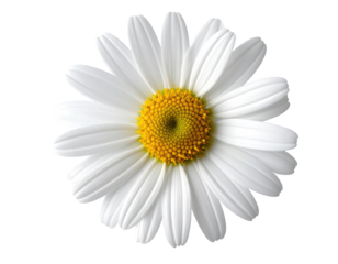 Close-up of a single white daisy