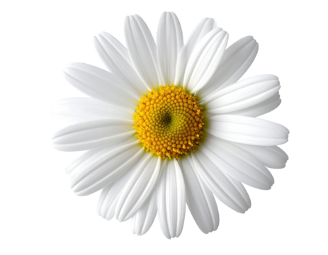 Close-up of a single white daisy