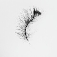 Obraz premium Single black feather against white background