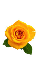 Close-up of a vibrant yellow rose