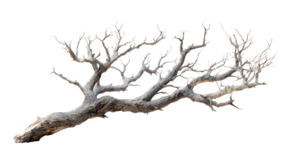 Dry branch from towering dead tree with eerie detail, isolated on white background