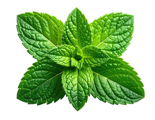 Close-up of vibrant green mint leaves (5)