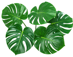 Lush, vibrant green monstera leaves arranged in a cluster against a black background