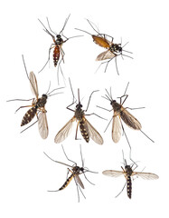 A cluster of mosquitoes, various angles