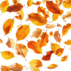 Autumn leaves, vibrant orange and brown, falling, textured