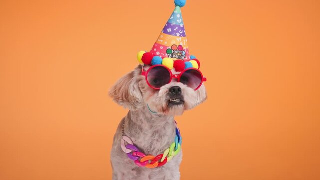 curious bichon Metis puppy with party hat, sunglasses and collar looking both sides and sitting on orange background