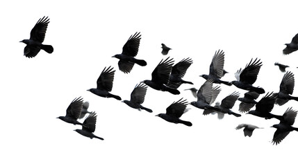 Obraz premium Flock of flying crows in eerie formation, isolated on white background