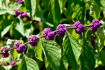 Purple beaded plant