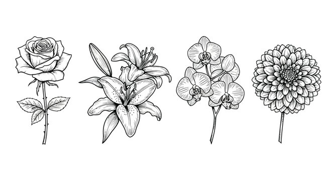 Elegant hand drawn floral collection featuring rose lily orchid and dahlia botanical line art vector