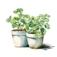 The illustration shows two plants with round, variegated green leaves potted in simple, light-blueish white containers, set against a white background.