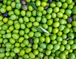 Close-up of many green olives