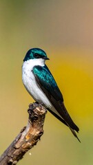 Obraz premium Colorful bird perched on a branch