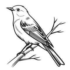 Fototapeta premium Elegant black and white line drawing of a small bird perched on a bare branch