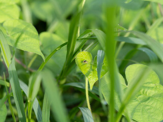 葉に乗る小さなアダンソンハエトリの幼体