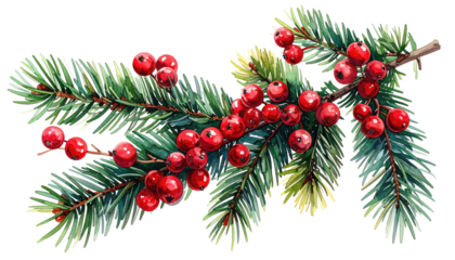Watercolor illustration of a branch with pine needles and red berries