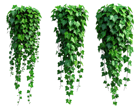 Three cascading ivy plants against a black background.  Dense clusters of vibrant green leaves droop downwards.  Detailed foliage shows intricate leaf structures and stems